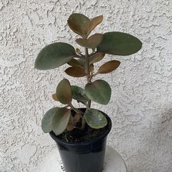 1.5 Gallon Pot Succulent Plant - Kalanchoe Orgyalis - Copper Spoons - Rooted & Established Plant- Drought Resistant 🪴