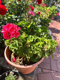 Pink Geranium