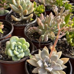 Succulent’s Plants 4” 🪴
