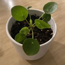 Chineese Money tree  Plant  with pot. 