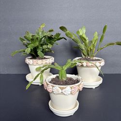 Holiday Cactus 3 Different Types