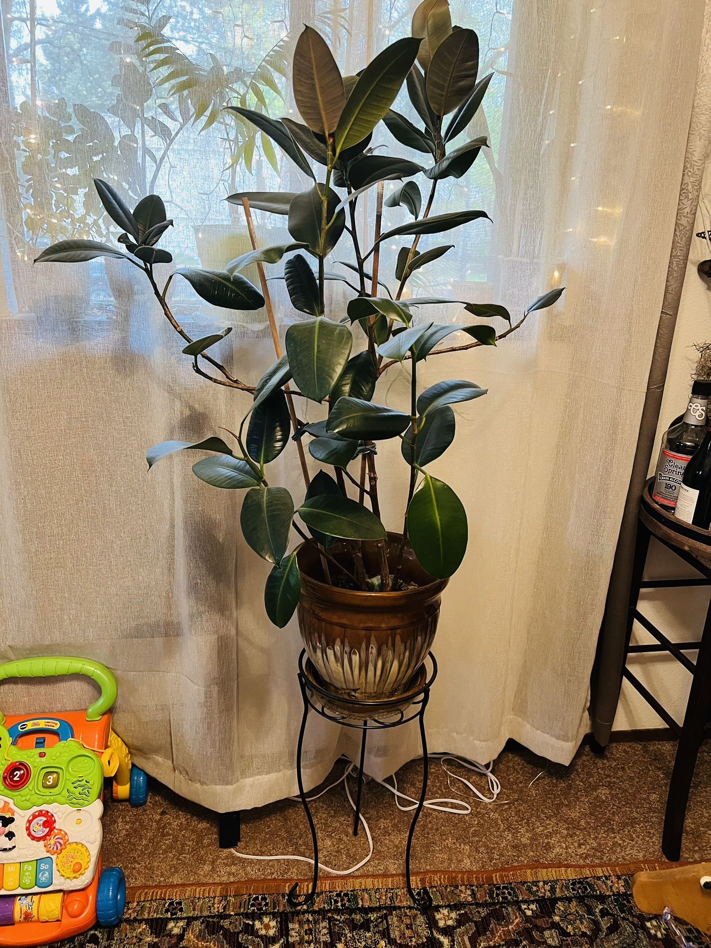 Rubber Plant Ficus