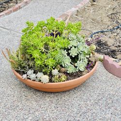 Beautiful Succulent Garden in 36” Shallow Terra Cotta Pot