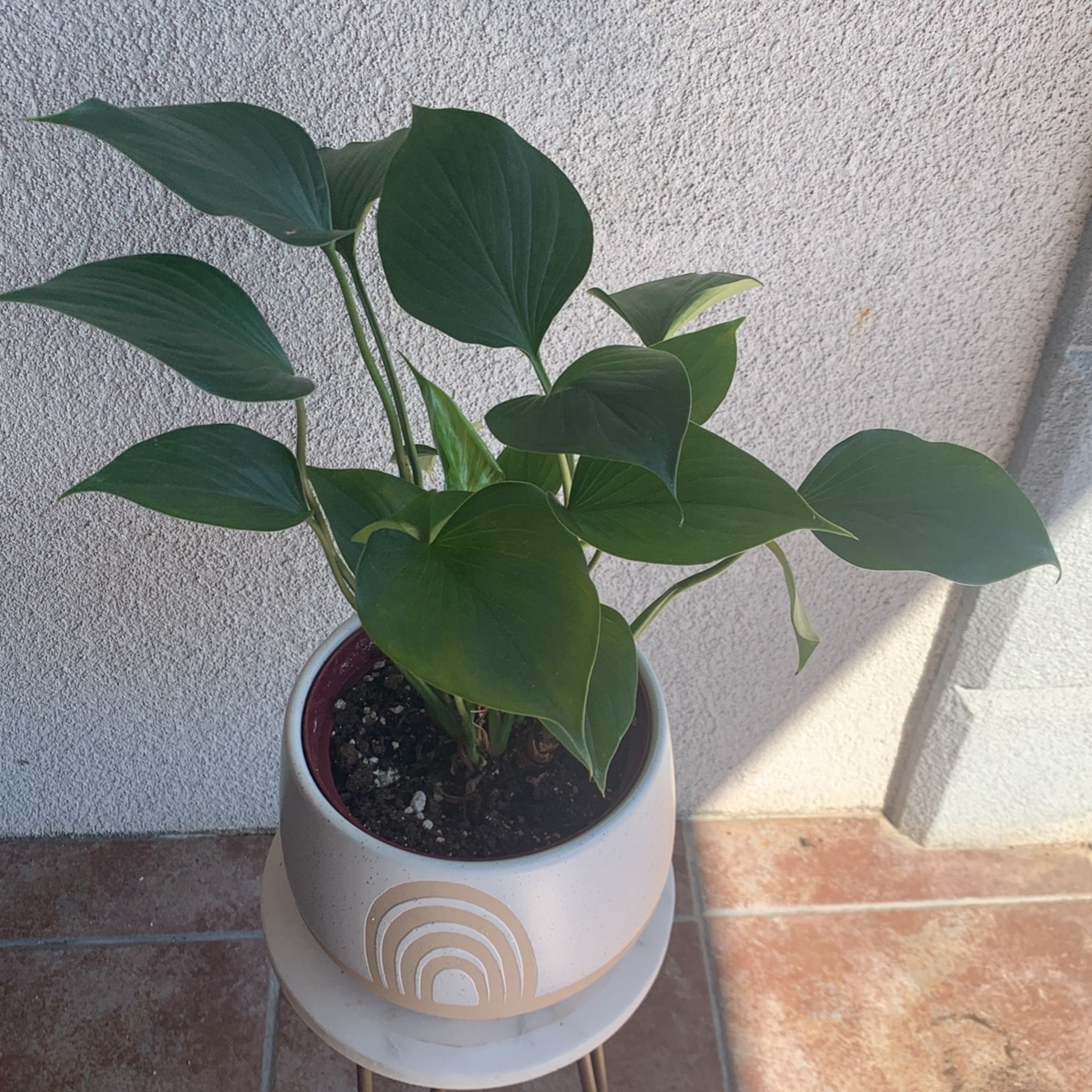 Homalomena Emerald Gem