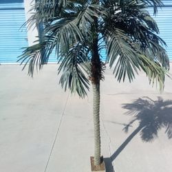 Palma Artificial $40