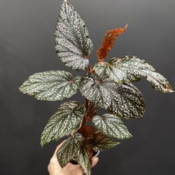 Angel Wing Begonia