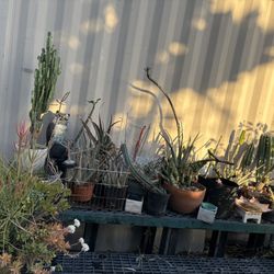 Mix Of Various Cactus Succulents plants Sizes And Species $3-18