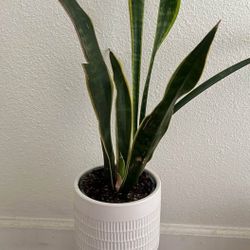 Medium size plant 