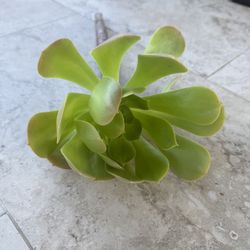 Aeonium Succulent Cuttings - Murrieta