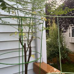 Nearly 10 Years Old Moringa Plant On Sale. Numerous Health Benefits Of it. 