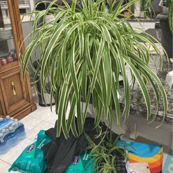 Houseplants For Sale 