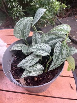 Satin Pothos Plant