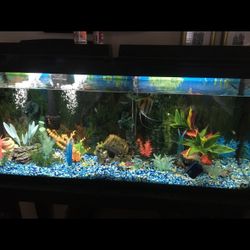 50 Gallon Fish Tank