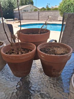 Lots of terracotta/ceramic plant pots