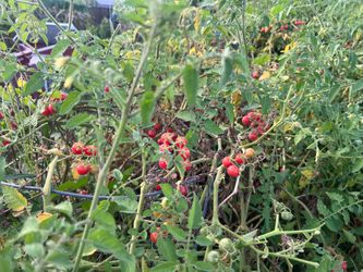 Everglades tomato plant. Will grow in miami without any care