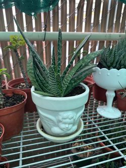 🌱 planta