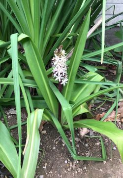 Pineapple plant selling small cover pic