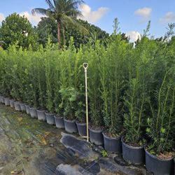 podocarpus  Over 6 feet tall Instant  Privacy  Hedge  For Fence  