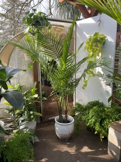 ~6ft double XL Majesty Palm; ceramic pot not included; Indoor/outdoor  95820