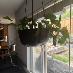 Pathos Hanging Plant