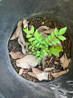 Curry Plant