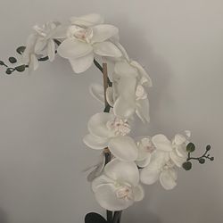Orquíd from Dorado 