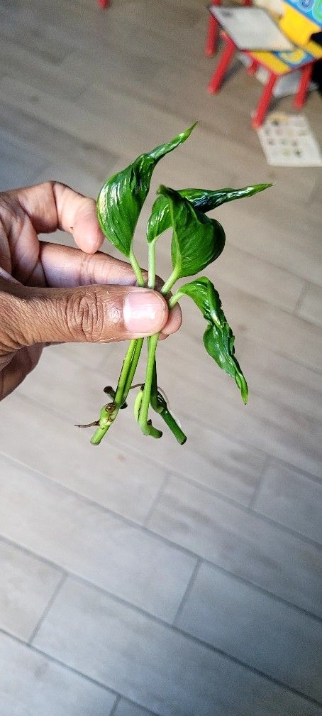 Shangri La Porhos Cuttings