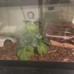 Leopard Gecko,Tank, Light And Heating Pad.