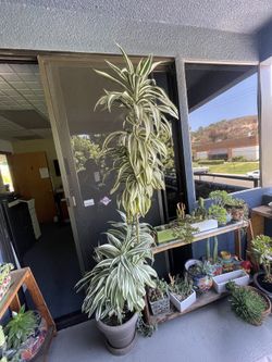 Various Potted Plants