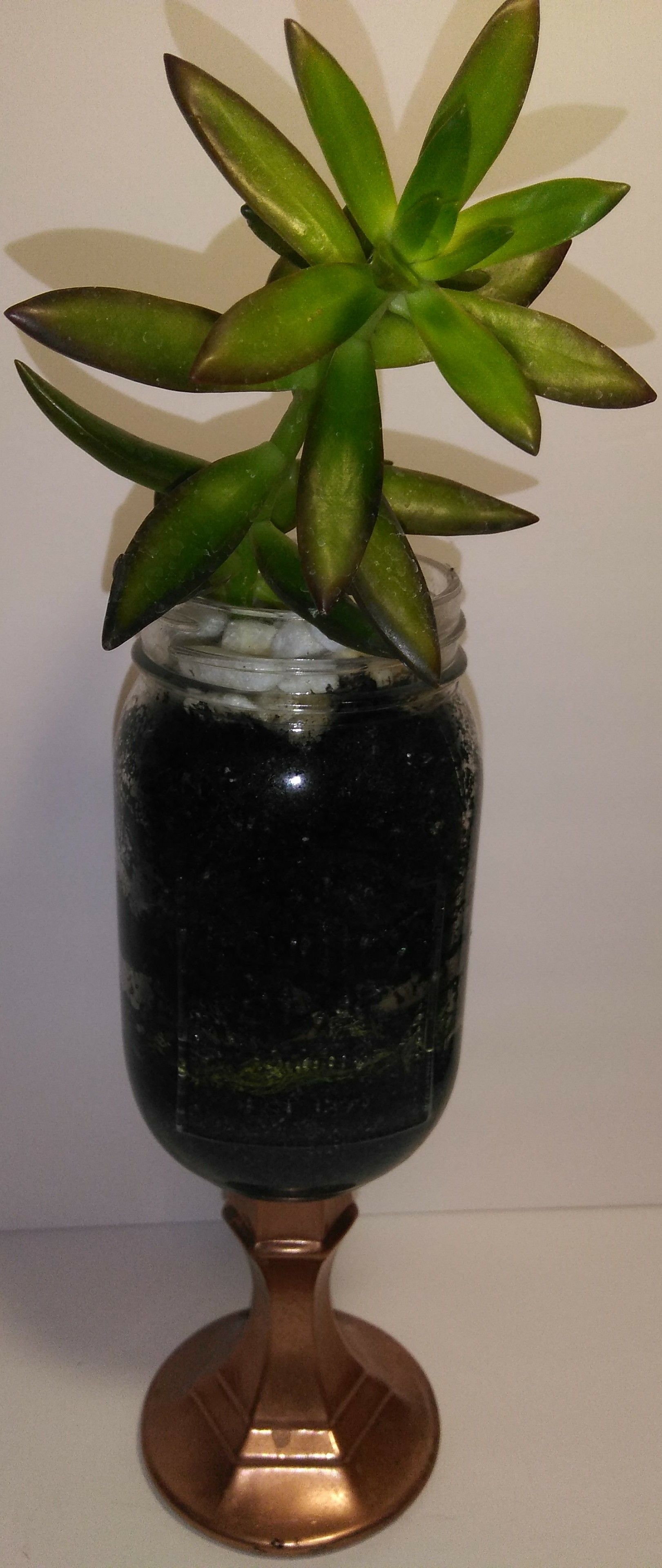 Live Succulents