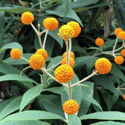 Butterfly Bush Globosa