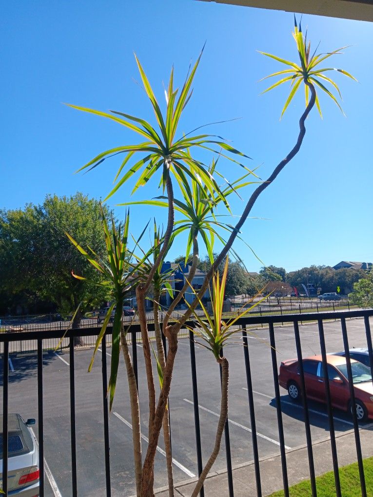 Dragon Tree 5-6yrs Old And Matching Clay Pot