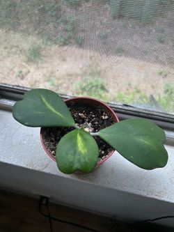 Hoya Kerrii