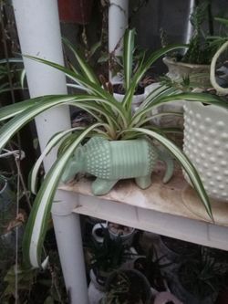 Spider plant
