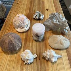 Seashells, Corals, & Seashell Candle