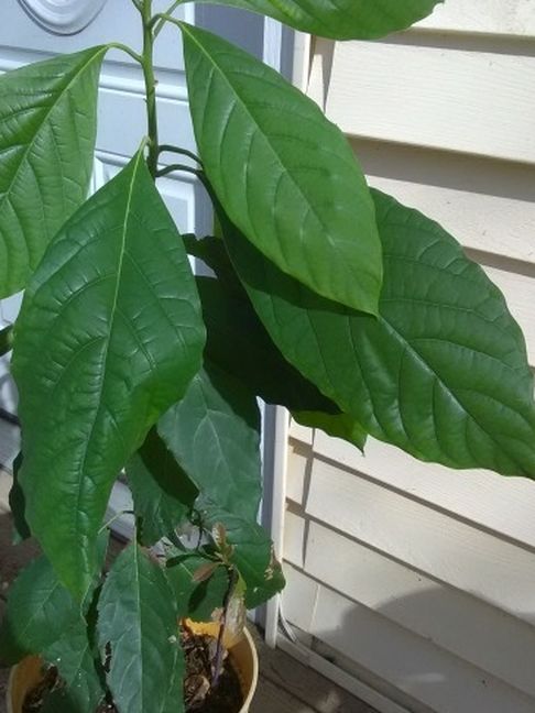 AVOCADO TREE PLANT