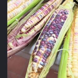 Elotes Disponible $15 La Docena 