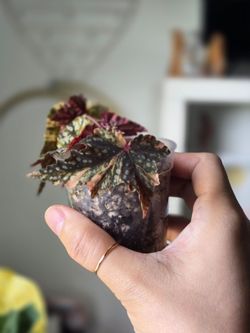 Begonia Izumo no Kiraboshi Variegated rare Japanese begonia live EXACT PLANT