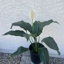 Spathiphyllum Wallisii Plant 