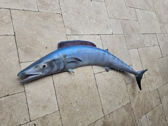 Fish