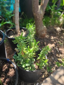 Miniature Pinetree Succulent