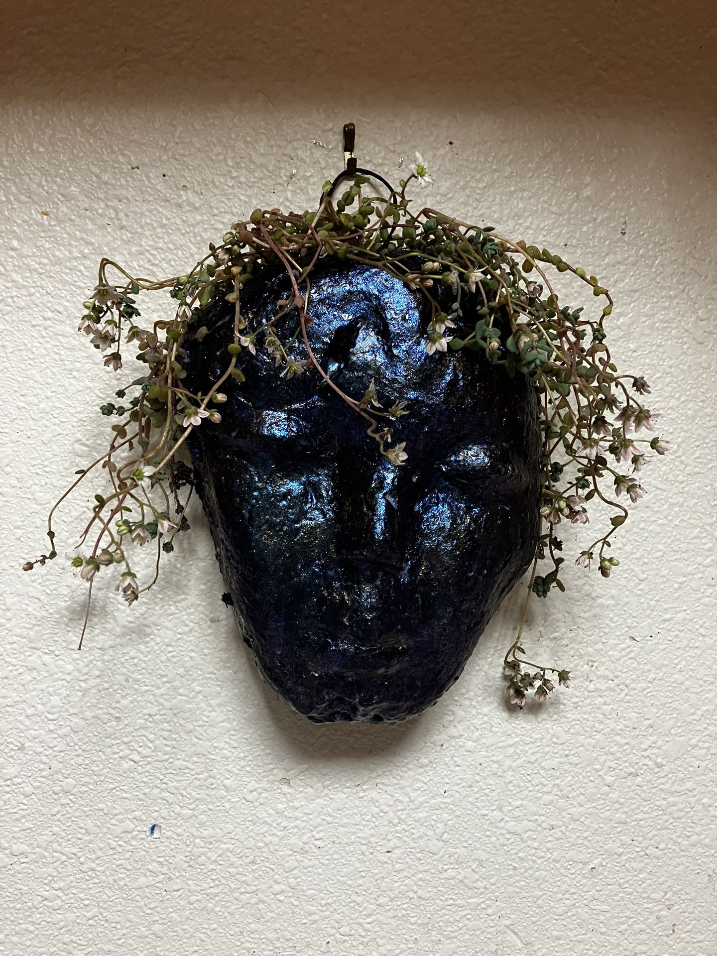 Unique Succulent Planter