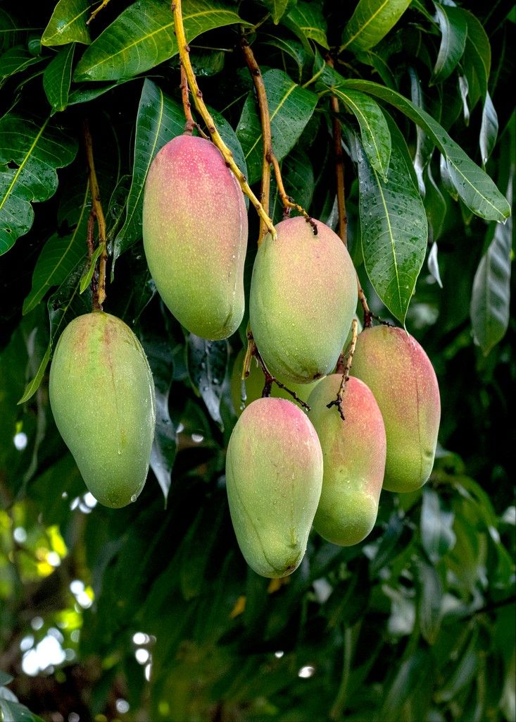 GRAFTED MANGO TREES (Valencia Pride & Glenn)