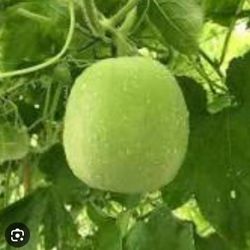 3x Round Wax Gourd Mellon Seedling Plants Producing Hundreds Of Fruits Free Black Eyed Susan Plant 