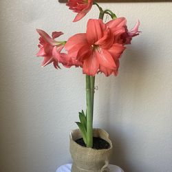 Ballerina Amaryllis Rare Double Hippeastrum Lily Flower Plant