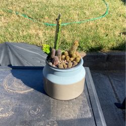 Cactus Arrangement 