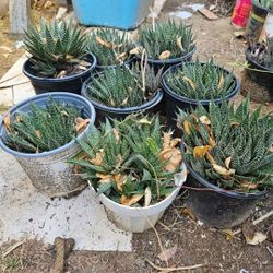 Plant With Pot $10 For Each 