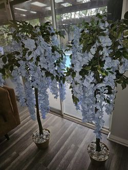 Blue Wisteria Trees Set For 200.00 3ft Tall