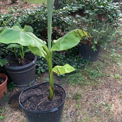 Plantas De Plátano Banana Plants