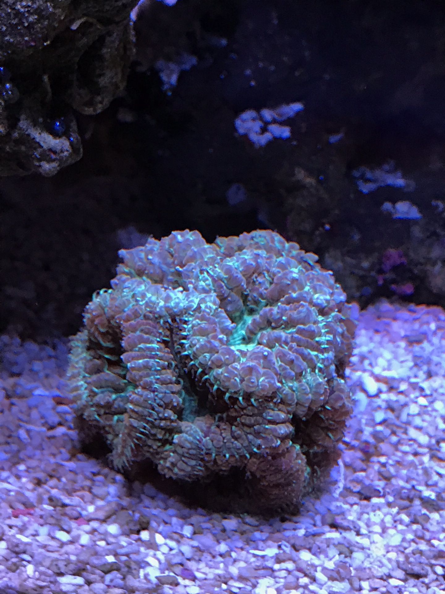 Mint green Blasto LPS coral frag